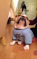 Harvey 35.webp