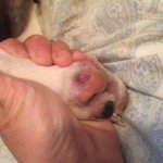 paw.JPG paw.JPG