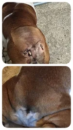 rockys tail1).webp rockys tail1).webp