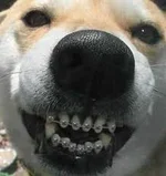 teeth.webp