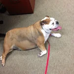 Stella3.webp