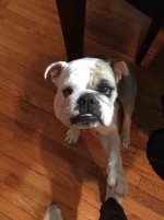 Stella4.jpg Stella4.jpg