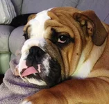 Dudley.webp