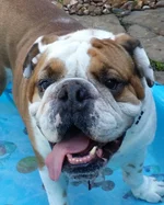 Monty and his pool.webp