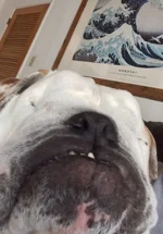FullSizeRend1er.webp
