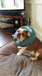 Monty's sore toe!.webp