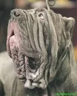 jowls.webp jowls.webp