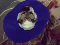 image.webp