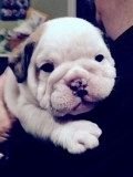 Rosie29daysold.jpg