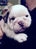 Rosie29daysold.webp