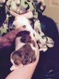 Rosie29daysold.2.webp Rosie29daysold.2.webp