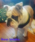 humphrey.jpg humphrey.jpg