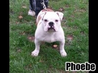 phoebe.jpg phoebe.jpg