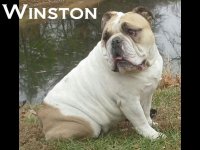 winston.jpg