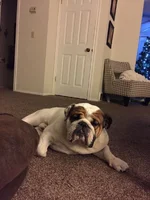 ImageUploadedByTapatalk1449296382.737449.webp