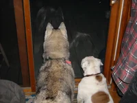 brindle and others 008.webp