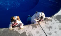 swimming.webp
