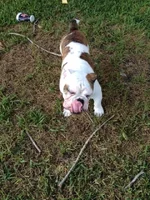Tucker tongue.webp