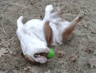 Fezz Rolling.webp