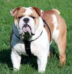 Cyrus2.webp