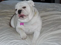 dogsandreno 024.webp