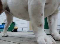 june17dogs 035.webp