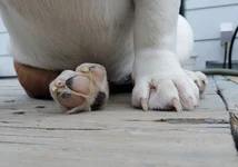 june17dogs 047.webp