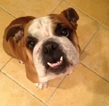 annie.webp