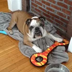enzo.webp