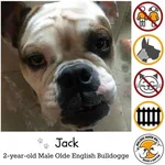 jack.webp