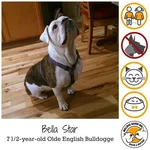 bella star.webp