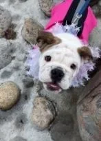 Rosie Xmas parade.webp