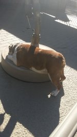 Monty resting.jpg