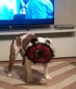 IMG_20150817_204337.jpg IMG_20150817_204337.jpg