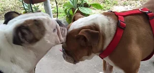 lola and feebee.webp lola and feebee.webp
