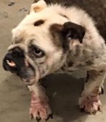 gilda rescue 2.jpg gilda rescue 2.jpg