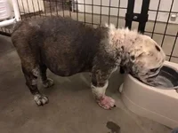 gilda rescue.webp