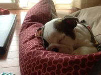 Bella 9.webp