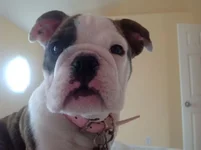 Bella 11.webp