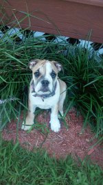 biscuit in flowers.jpg