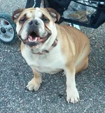 Biscuit smiling.webp