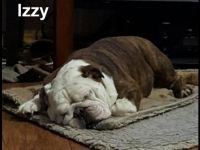 Izzy.jpg Izzy.jpg