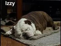 Izzy.webp Izzy.webp
