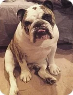 Roscoe.webp