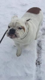 Apollo.jpg Apollo.jpg