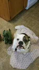 Frankie.webp