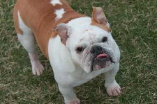 dogs 2014 022.webp