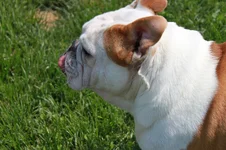 my dogs 017.webp