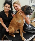 dog-tattoos-3.jpg dog-tattoos-3.jpg