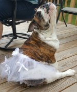 molly in tutu.jpg